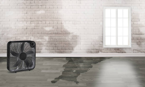 Best Mold removal after water damage  in Santa Fe, NM